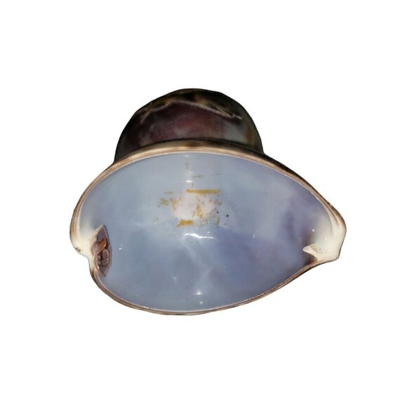 Vintage Cowrie Shell Toothpick Holder Beach House Decor Souviner Collectible - Picture 7 of 9